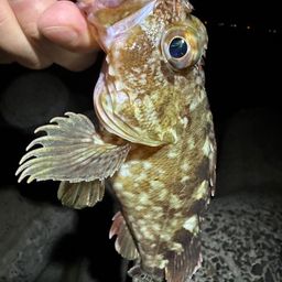 カサゴ