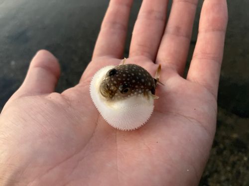 クサフグの釣果