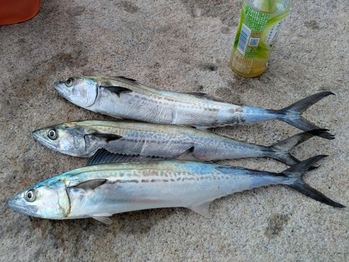 サゴシの釣果