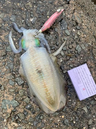 アオリイカの釣果