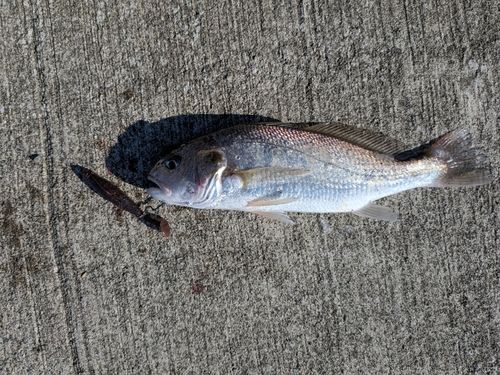 イシモチの釣果