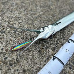 オキザヨリ