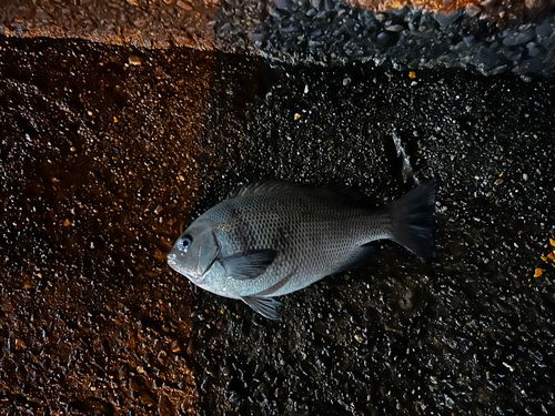 メジナの釣果