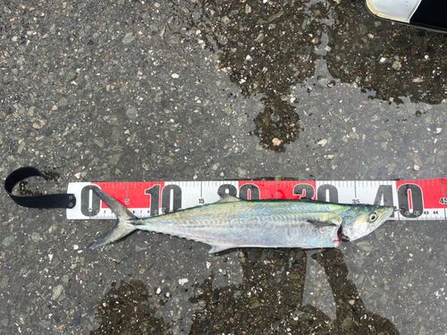 サゴシの釣果