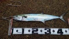サゴシの釣果