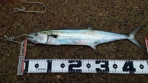 サゴシの釣果