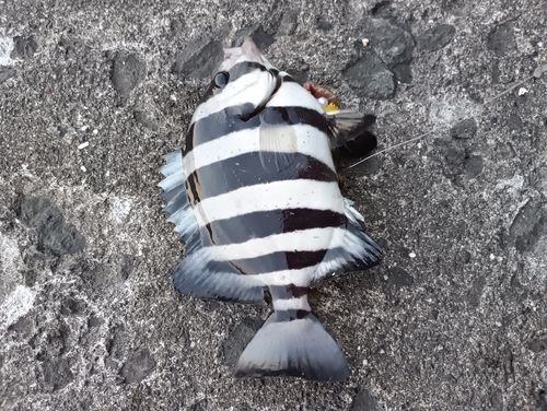 サンバソウの釣果