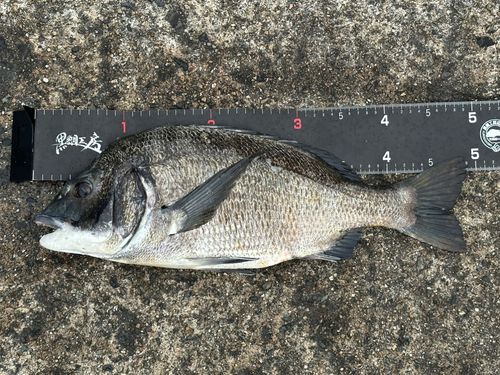 チヌの釣果