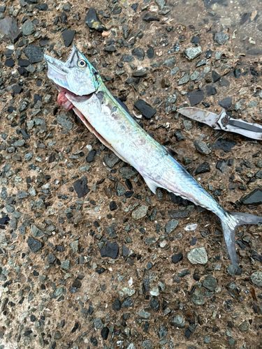 サゴシの釣果