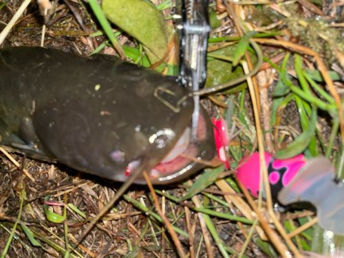 ナマズの釣果