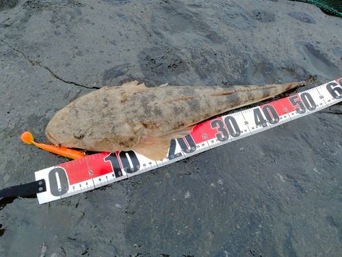 マゴチの釣果