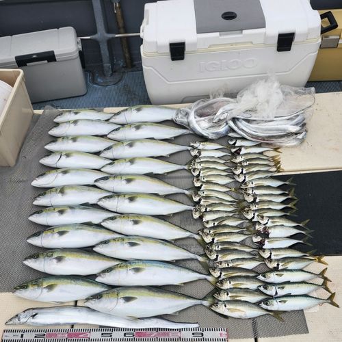 ハマチの釣果