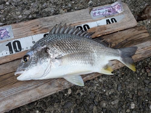 キビレの釣果