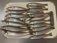 キスの釣果
