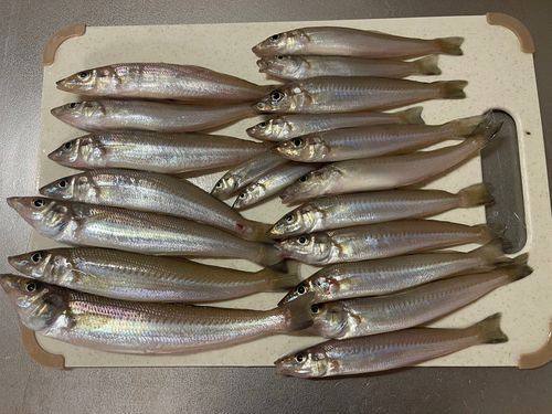キスの釣果
