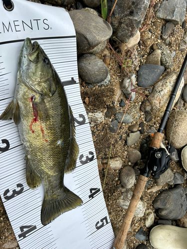 スモールマウスバスの釣果