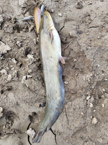 ナマズの釣果