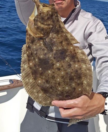 ヒラメの釣果