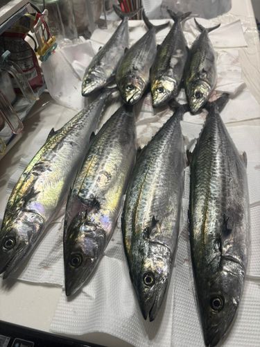 サゴシの釣果