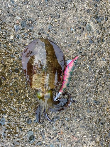 アオリイカの釣果