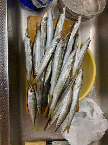 カマスの釣果