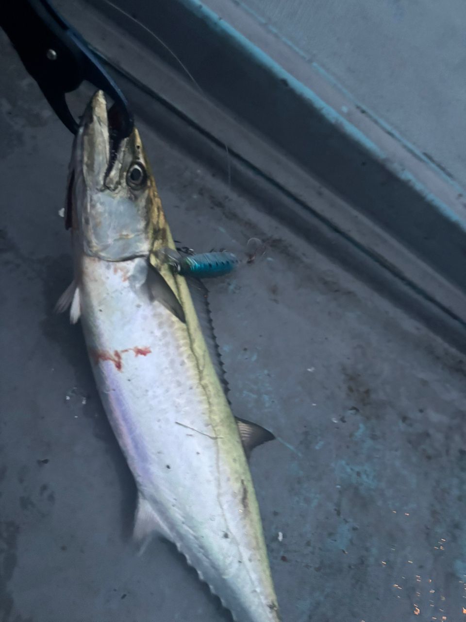 コーロギさんの釣果 2枚目の画像