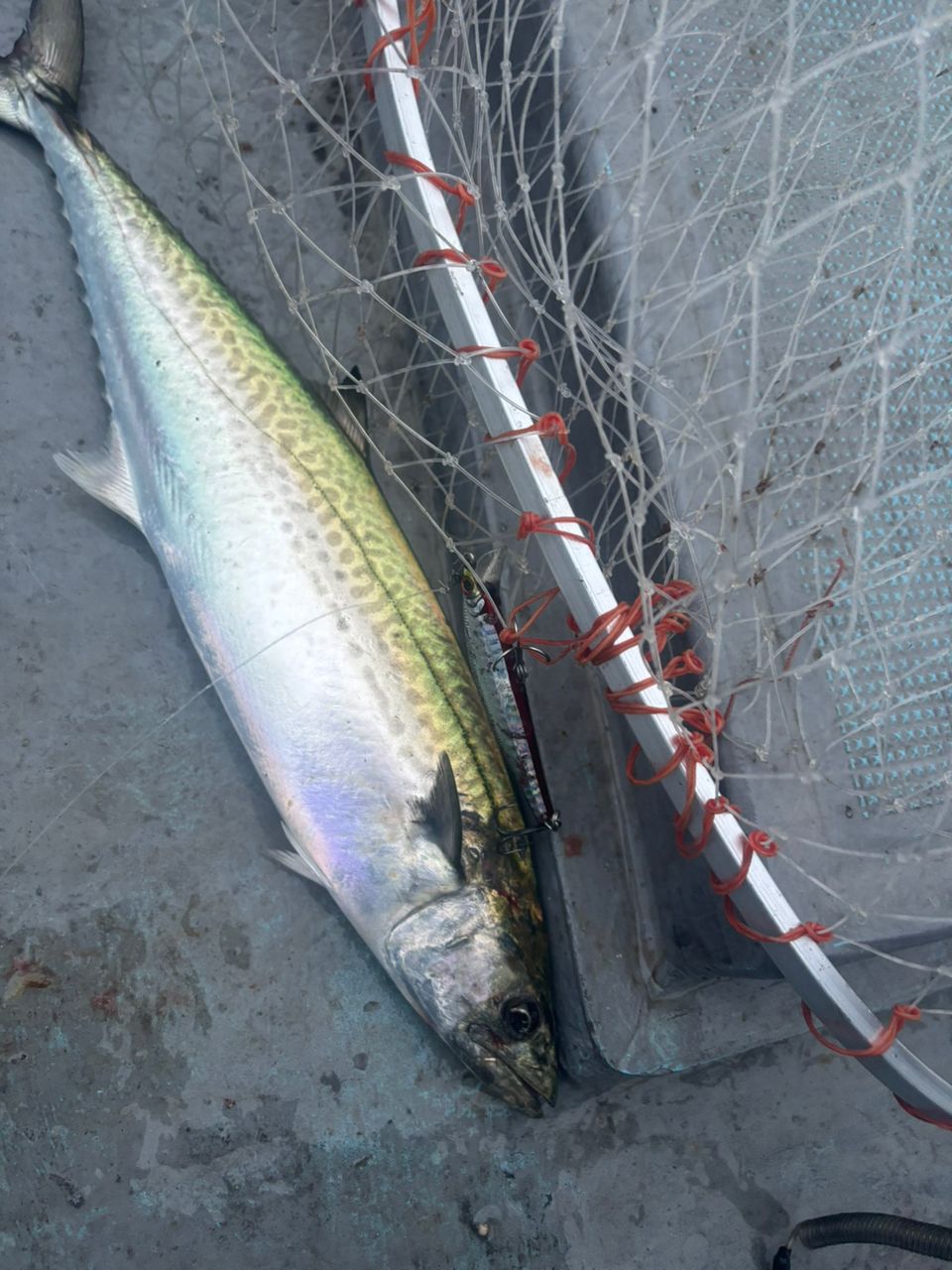 コーロギさんの釣果 3枚目の画像