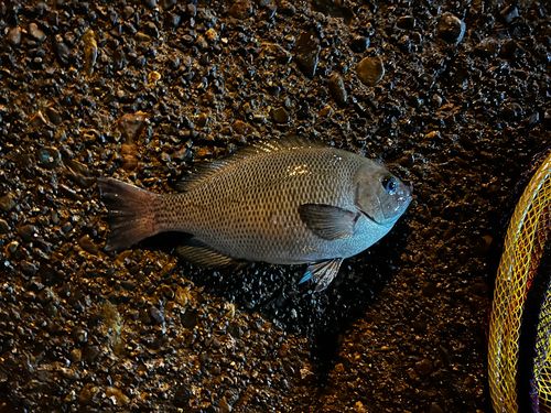 メジナの釣果