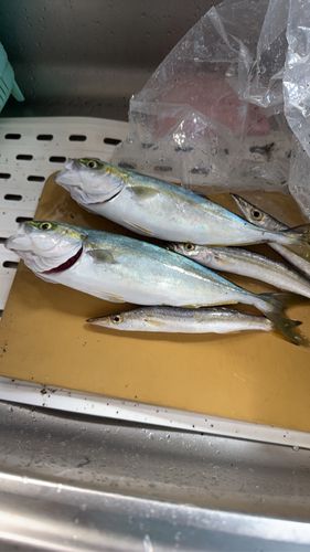 ワカシの釣果