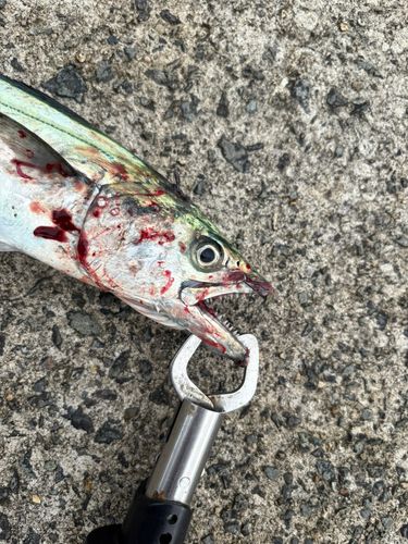 サゴシの釣果