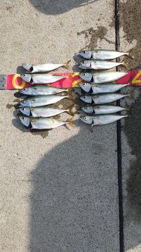 マサバの釣果