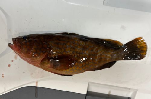 アカハタの釣果