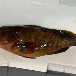 アカハタ