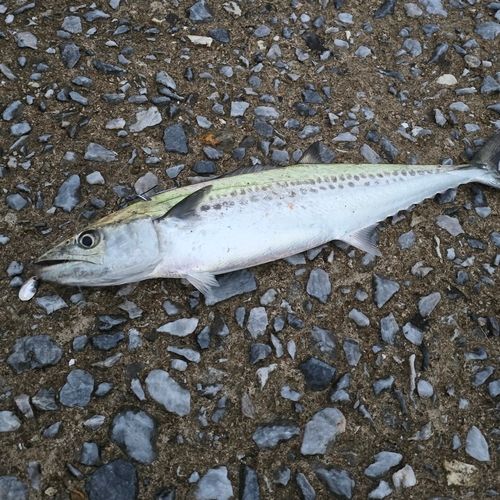 サゴシの釣果