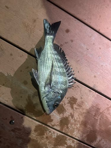 カタボシイワシの釣果