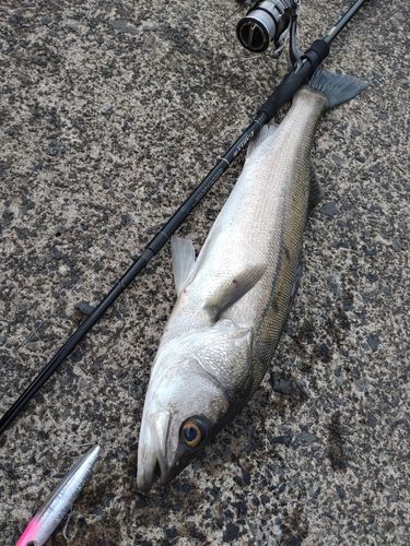 スズキの釣果