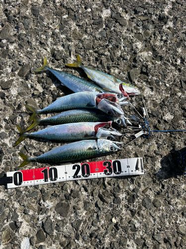 サバの釣果