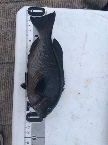 メジナの釣果
