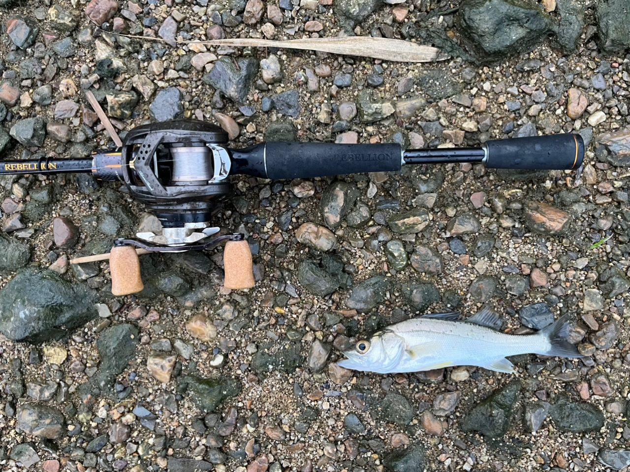 DAIWA 20リベリオン（センターカット2ピース スピニングモデル