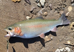 ニジマスの釣果