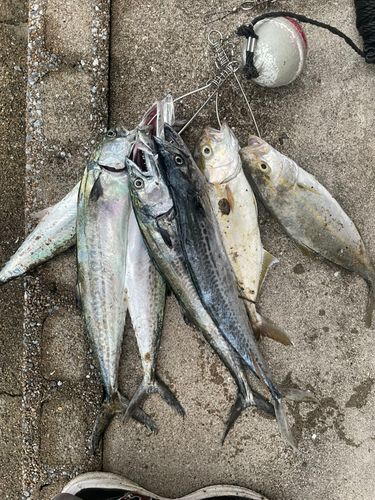 サゴシの釣果