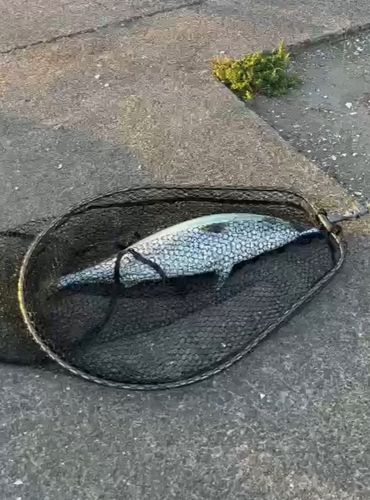 ワラサの釣果
