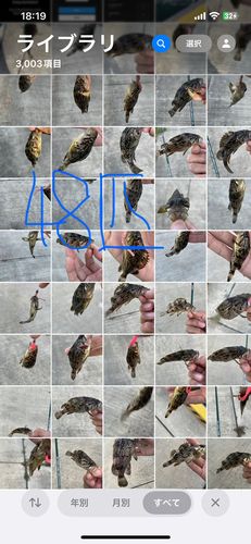 クロソイの釣果