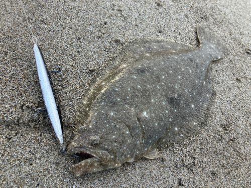 ヒラメの釣果