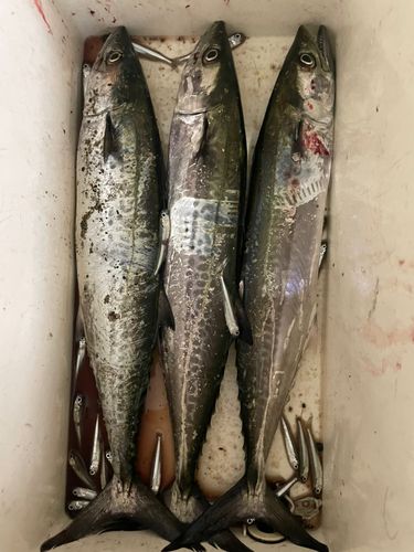 サゴシの釣果