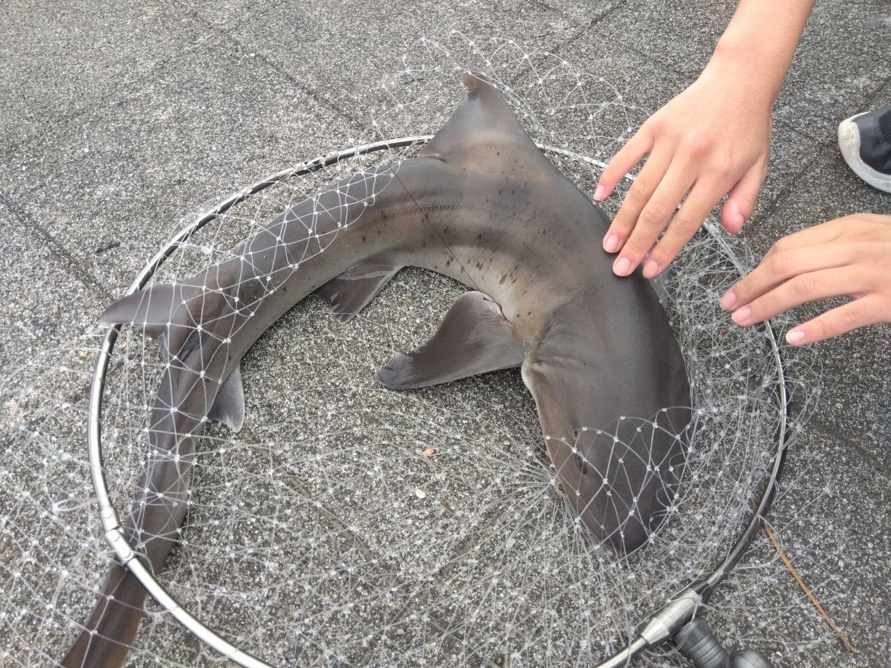 ドチザメ