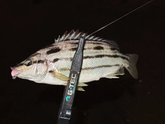 シマイサキの釣果