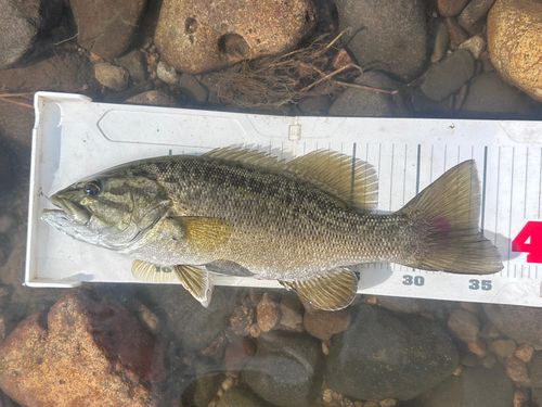 スモールマウスバスの釣果