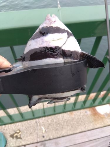 サンバソウの釣果