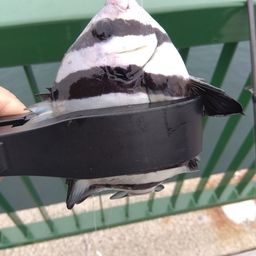 サンバソウ